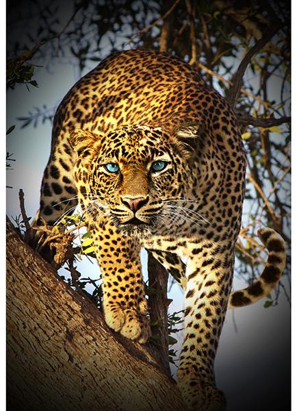 Call Of The Wild | Leopard