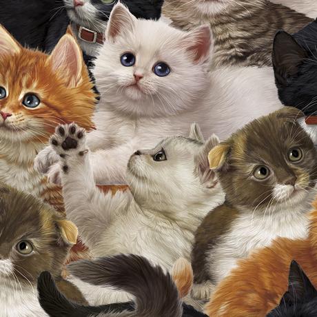 Literary Kitties | Packed Kitt